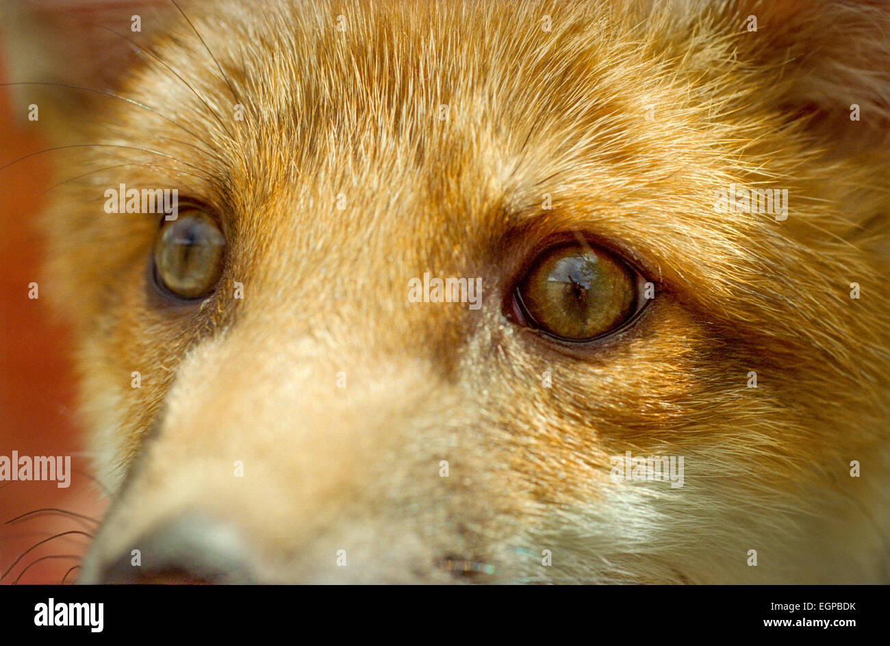 Sly+fox hi-res stock photography and images - Page 2 - Alamy