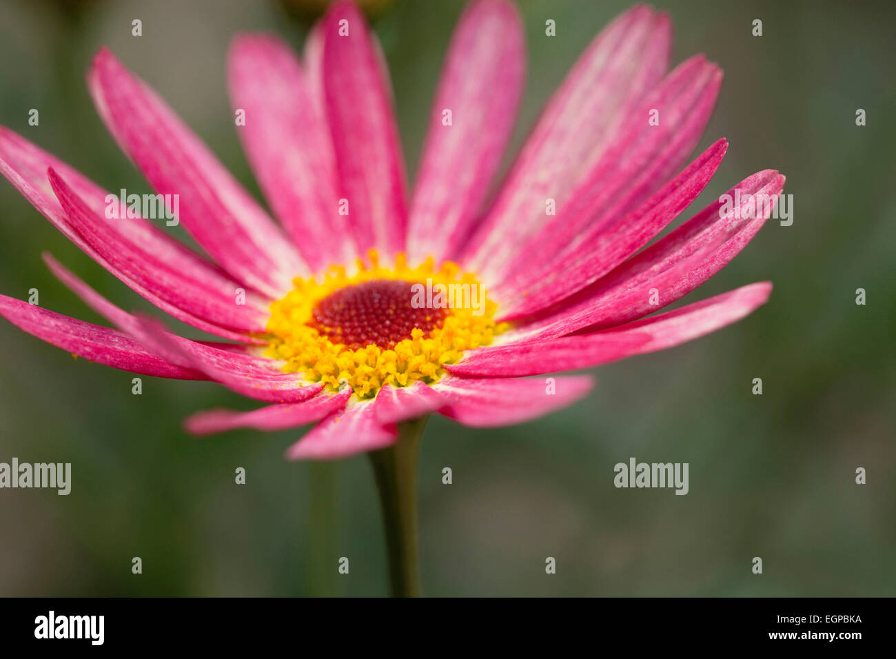Marguerite daisy, Argyranthemum frutescens LaRita 'Banana Split', Close