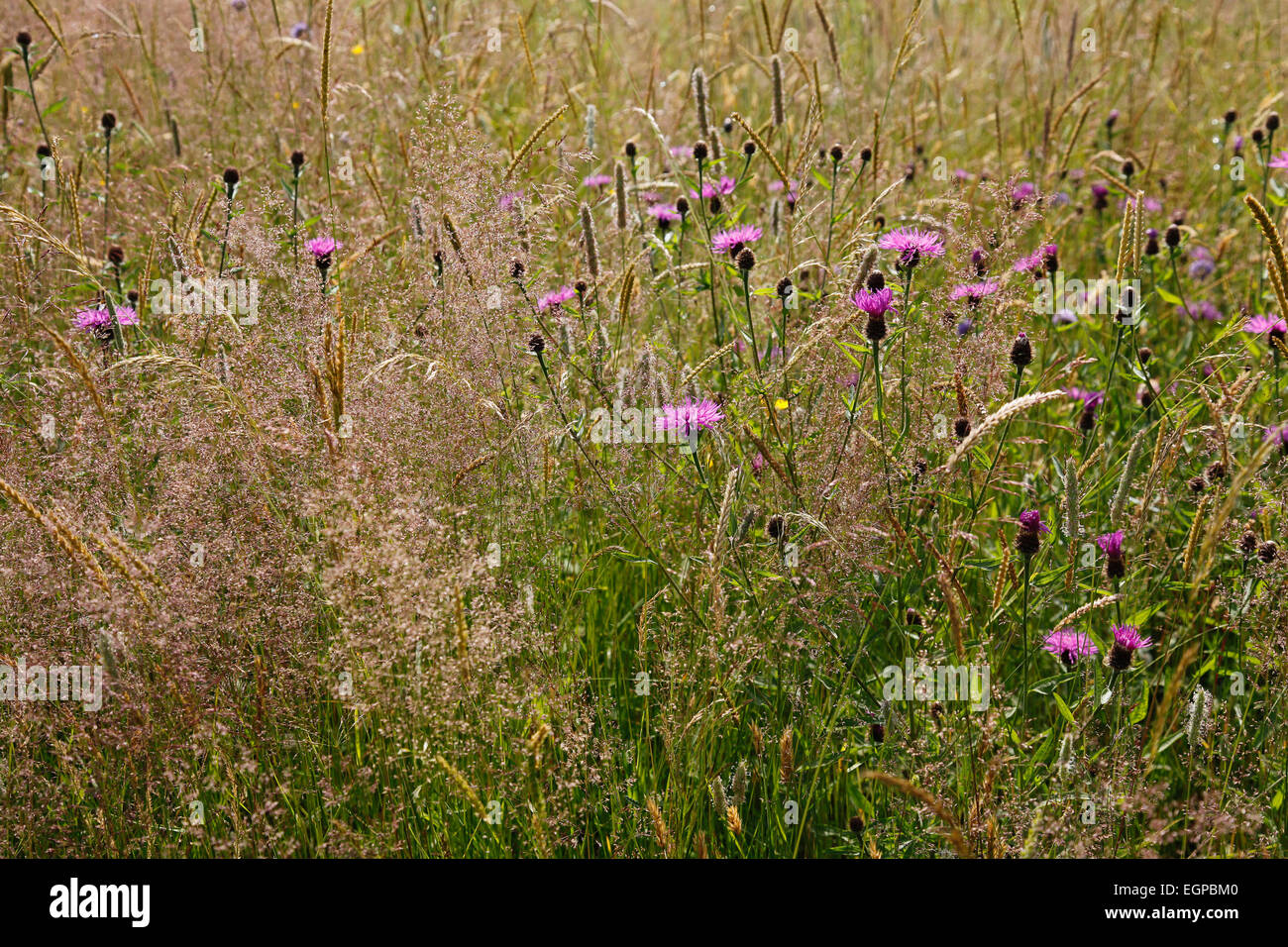 Knapweed, Centaurea nigra, Wild flower meadow in England, East Sussex, Rotherfield, with grasses and pink flowering knapweed. Stock Photo