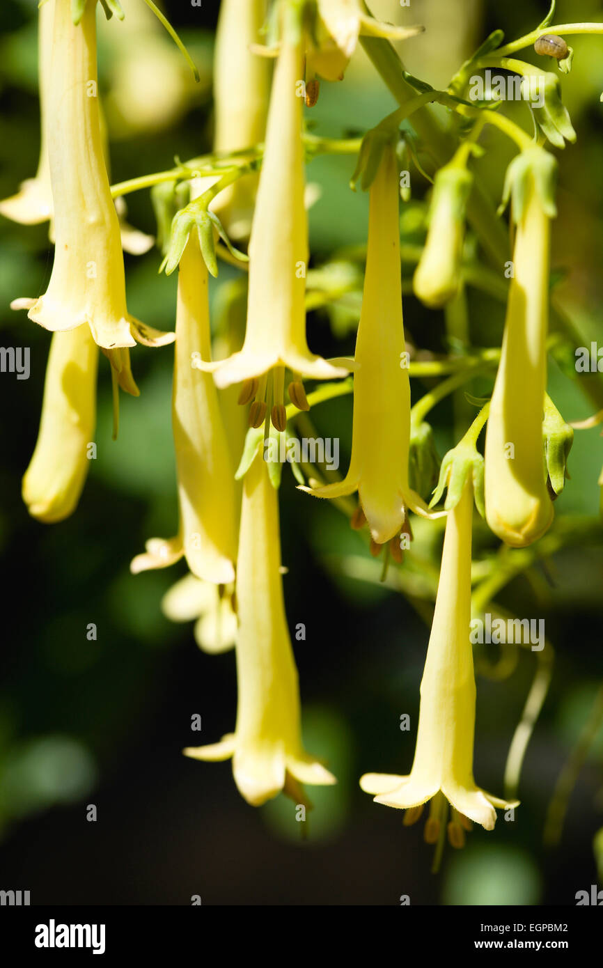 Cape fuchsia, Phygelius 'Funfare Yellow', Several pendulous tubular flowers growing on a plant outdoors. Stock Photo