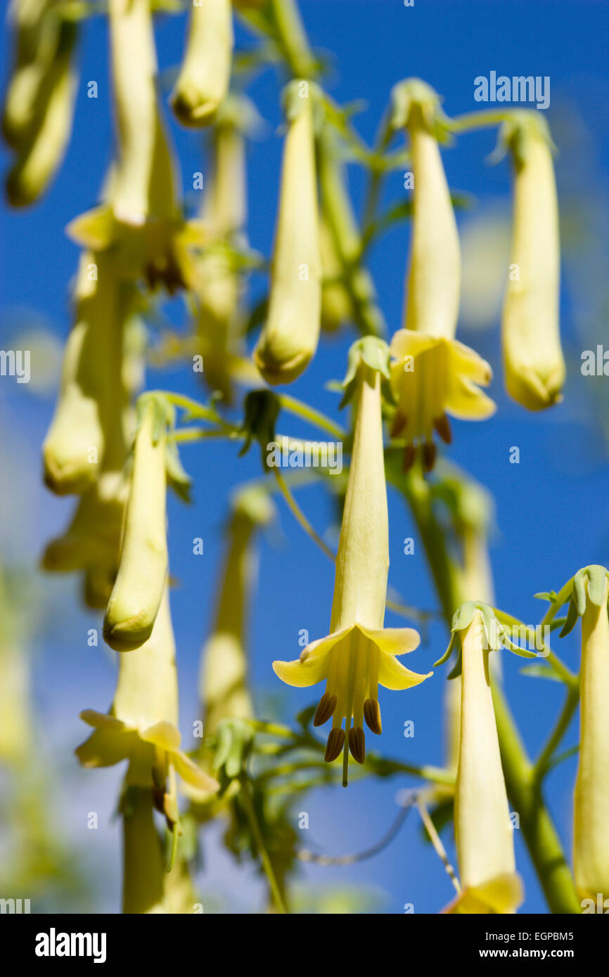 Cape fuchsia, Phygelius 'Funfare Yellow', Several pendulous tubular flowers growing on a plant outdoors, against a blue sky. Stock Photo