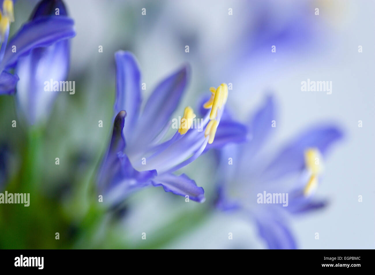Agapanthus africanus, Close view of blue purple flowers with prominent yellow stamen.. Stock Photo