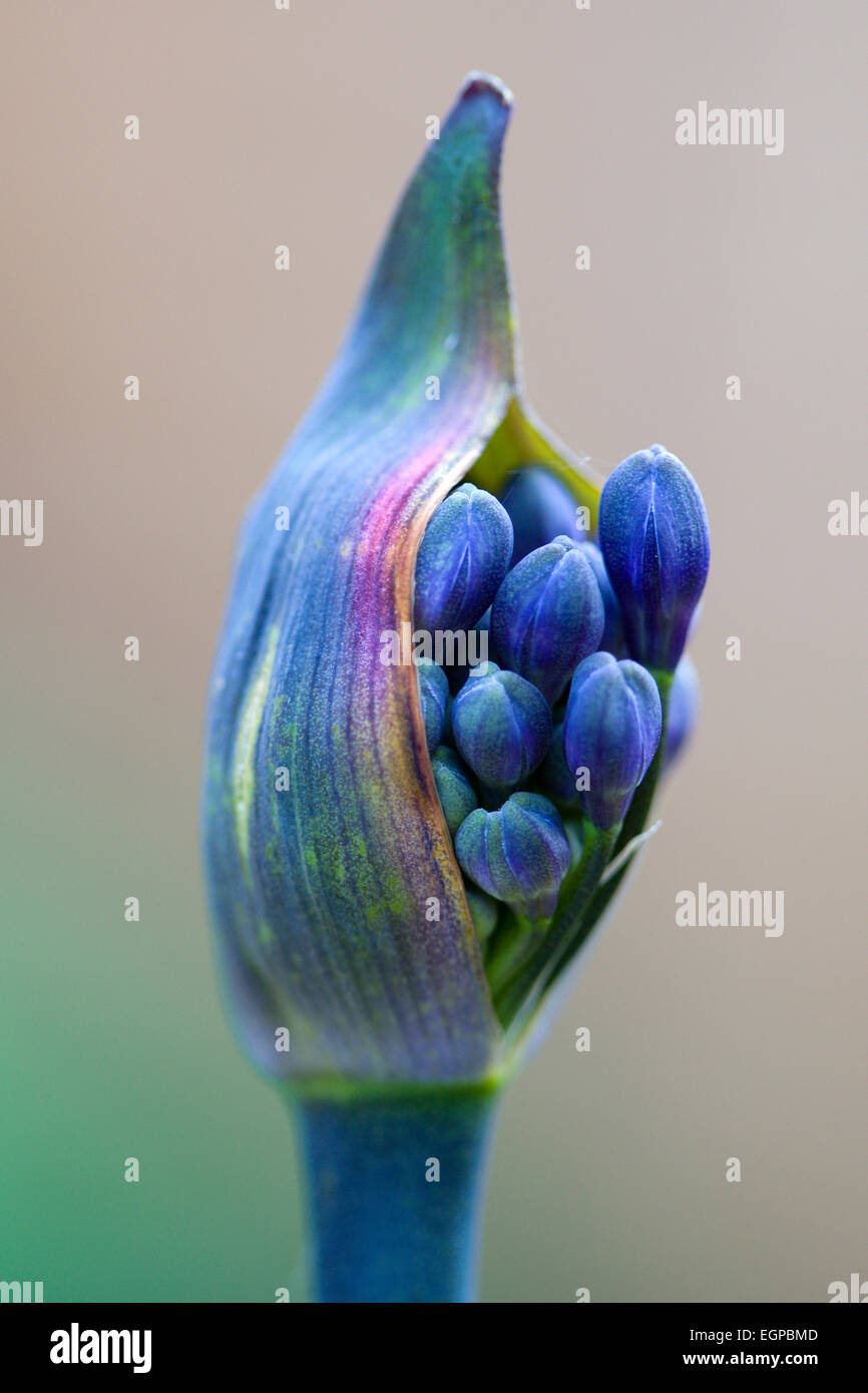 Agapanthus africanus, Close view of blue purple flowers emerging from sheath. Stock Photo