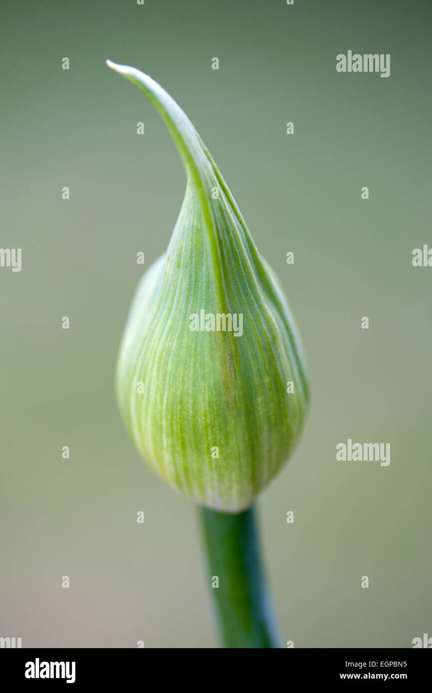 Agapanthus africanus, Close view of flower bud, against a green background. Stock Photo