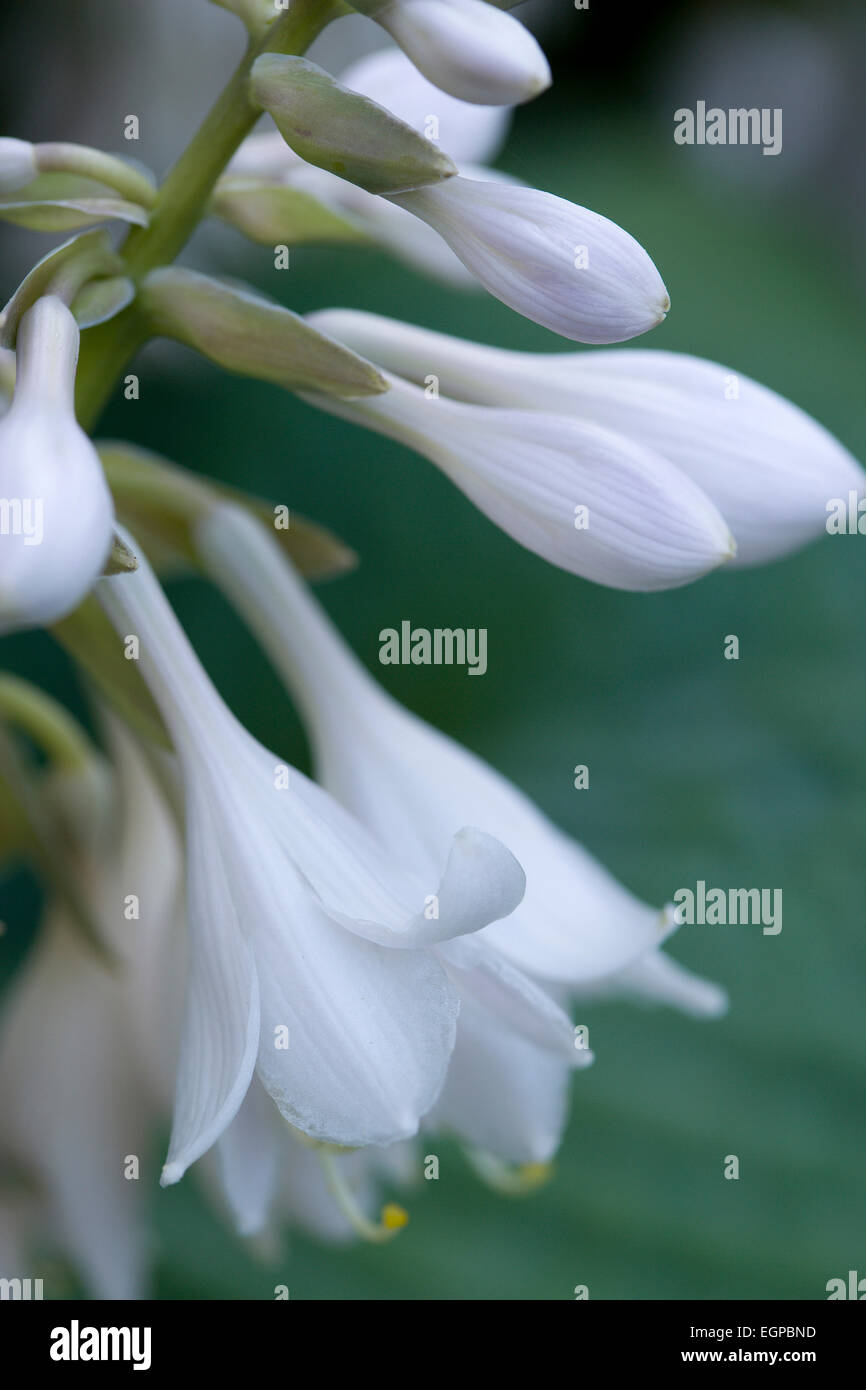 Hosta cultivar, Close up of white pendulous flowers growing on a plant against a green background. Stock Photo