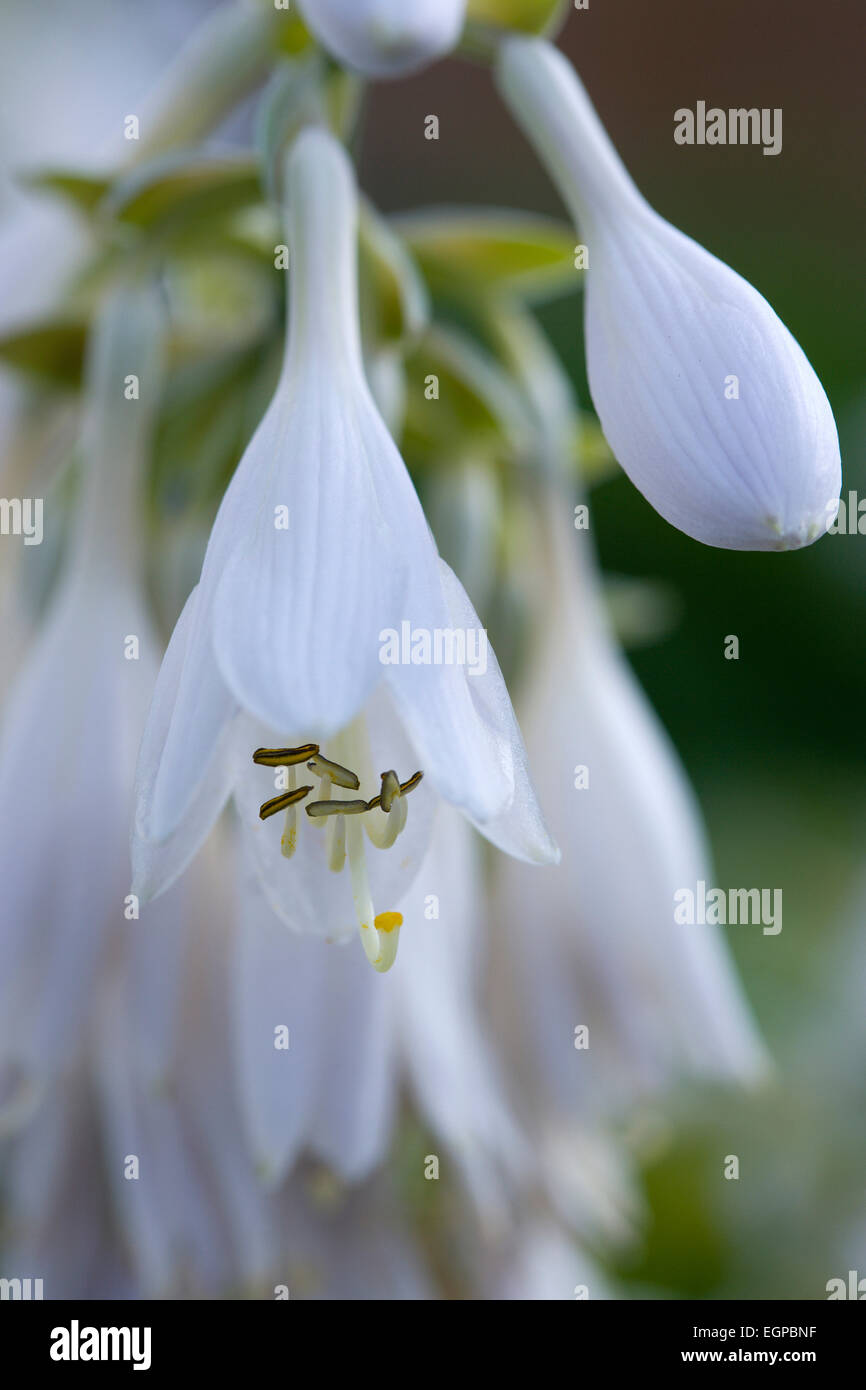 Hosta cultivar, White pendulous flowers with long curved stamens, growing on a plant against a green background. Stock Photo