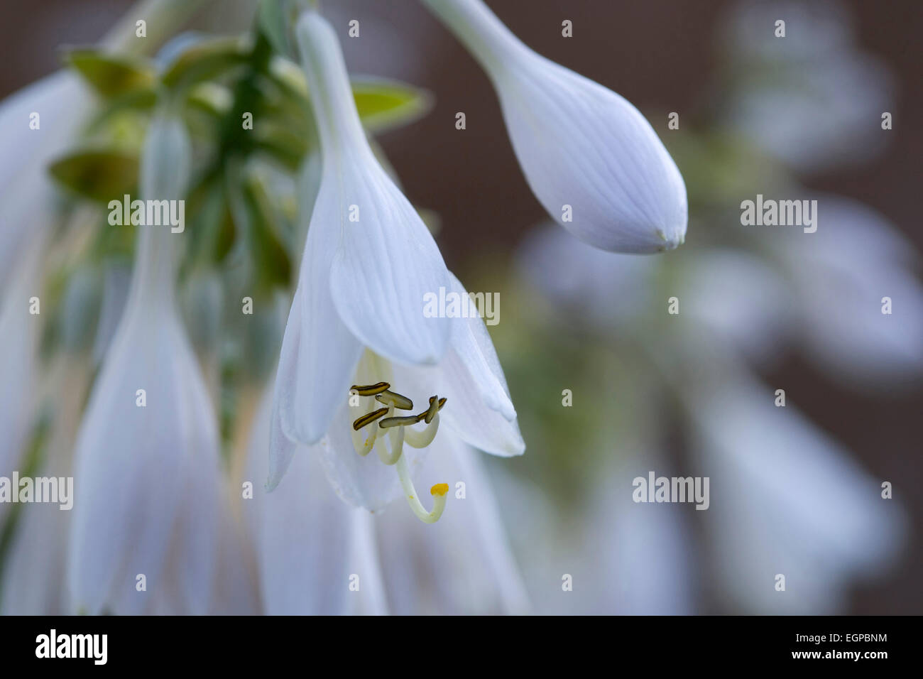 Pendulous flowers hi-res stock photography and images - Alamy