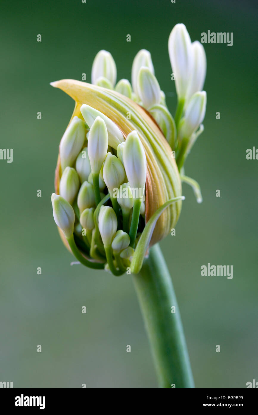 Agapanthus africanus, Close view of white flower about to emerge,  against green background, Stock Photo