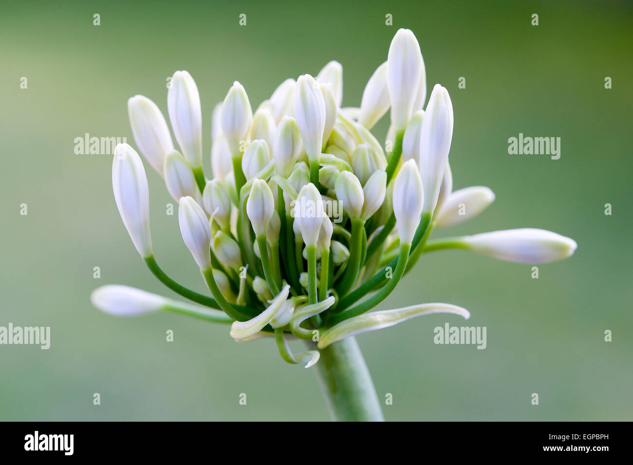 Agapanthus africanus, Close view of white flowers emerging into an umbel shaped flowerhead, against green background, Stock Photo