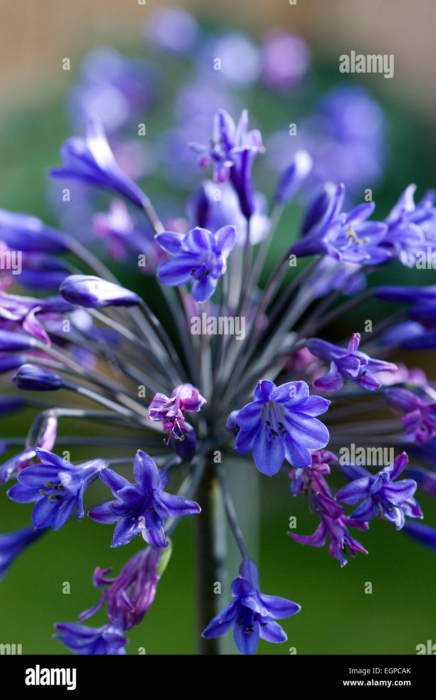 Agapanthus africanus, Close view of blue purple flowers emerging, from an umbel shaped flowerhead, against a green background. Stock Photo