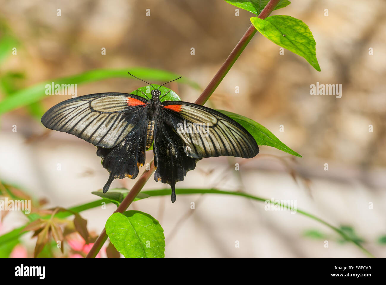 Great Mormon butterfly in native habitat Stock Photo Alamy
