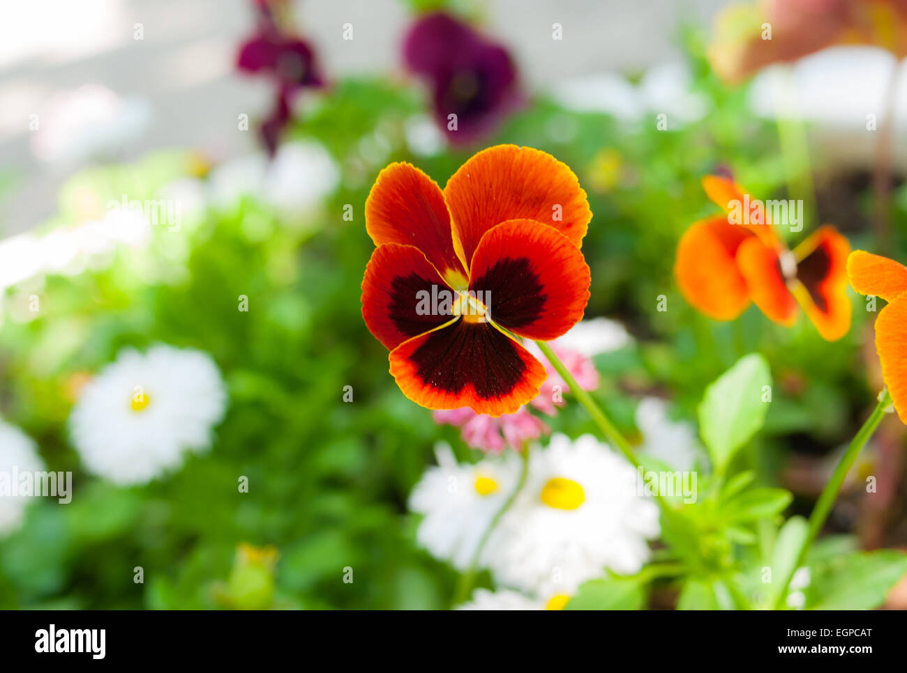 Summer flower bed hi-res stock photography and images - Alamy