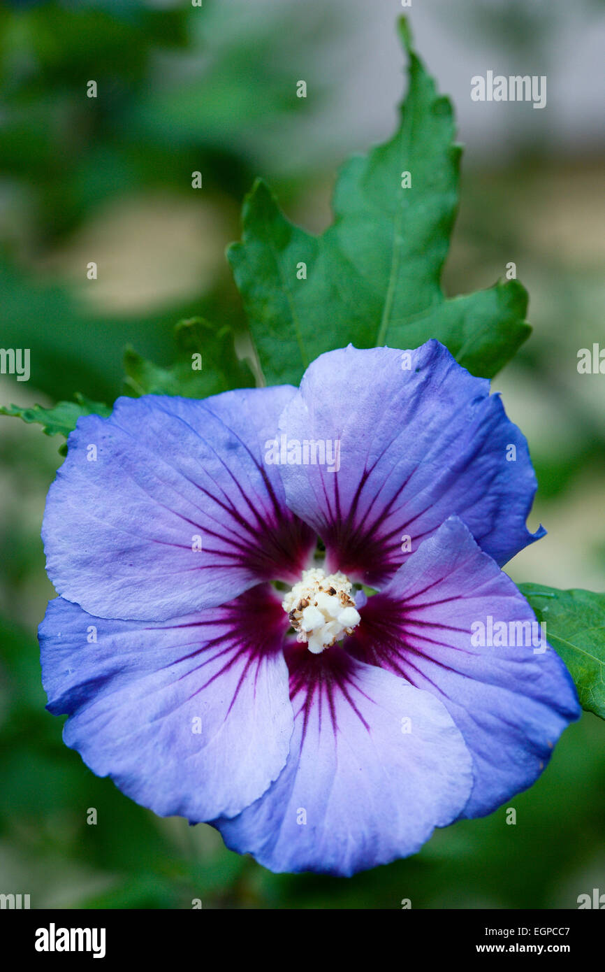 Rose mallow 'Blue Bird', Hibiscus syriacus 'Oiseau Bleu', A single purple blue flower with white stamens. Stock Photo