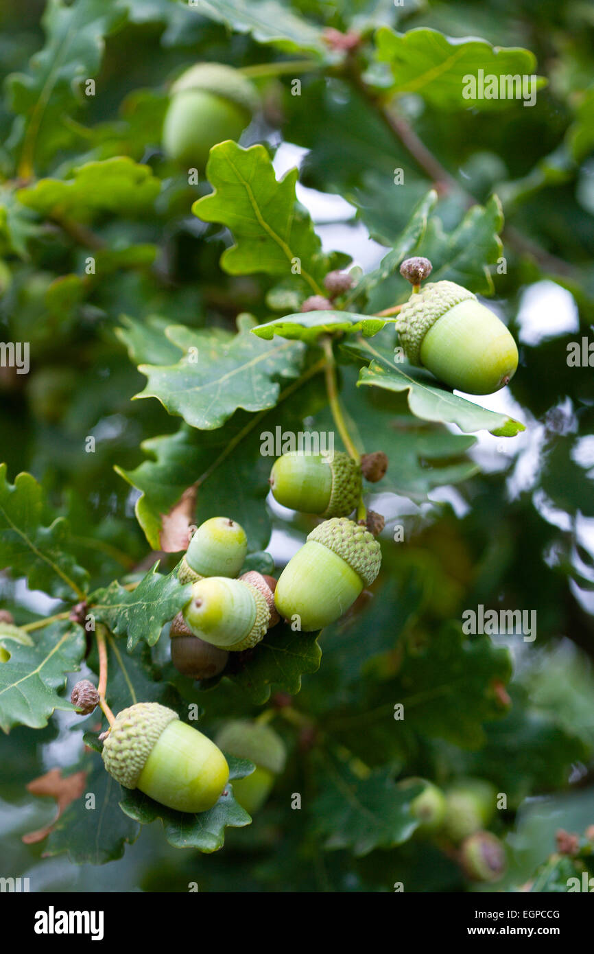 Oak, Quercus robur, Acorns growing on the branches of tree in late