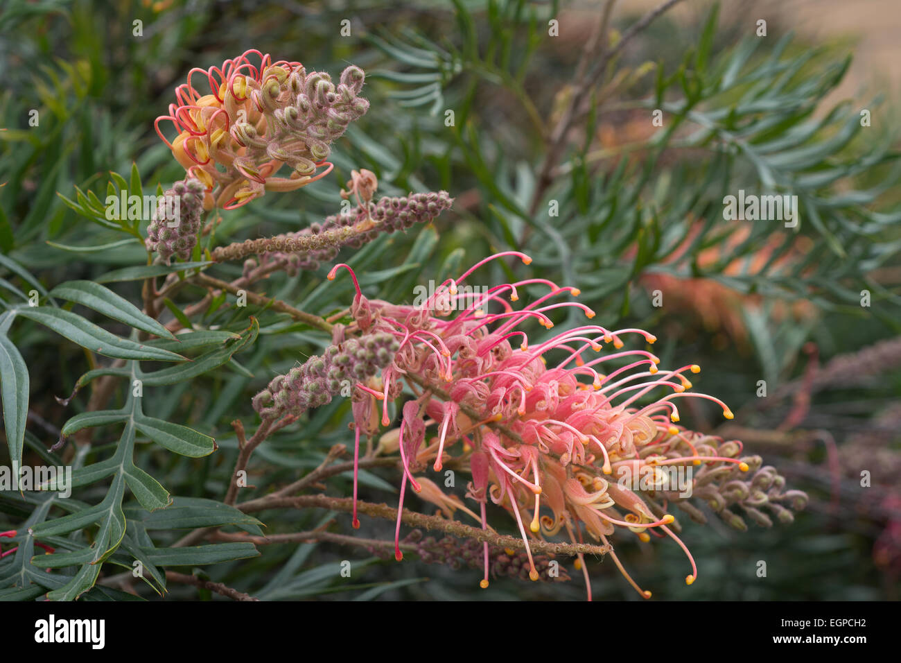 Red and Orange Grevillea Flowers Australia Stock Photo Alamy