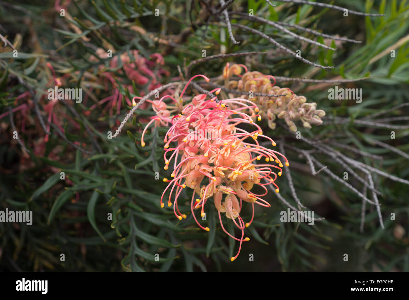 Red and Orange Grevillea Flowers Australia Stock Photo Alamy