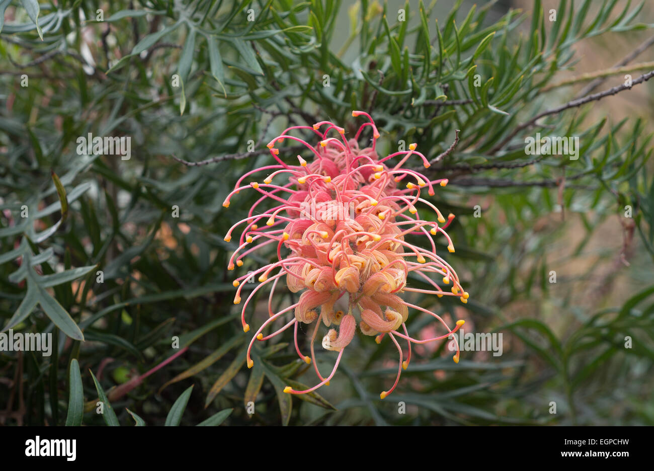 Red and Orange Grevillea Flowers Australia Stock Photo Alamy