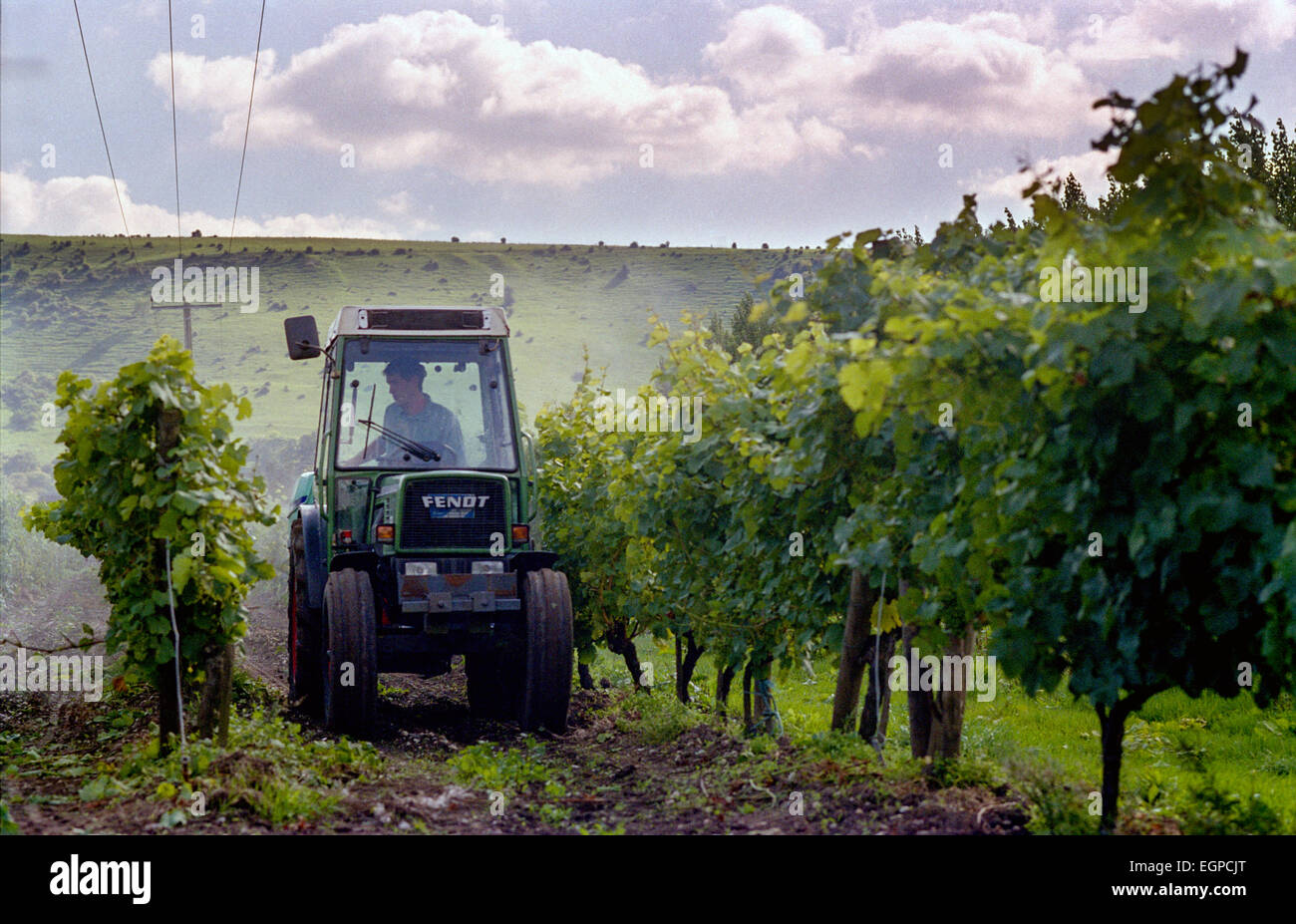 The vineyard at Plumpton Agricultural College in East Sussex Stock
