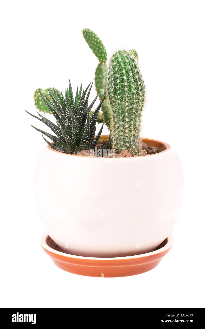 cactus in a pot isolated on white background Stock Photo - Alamy