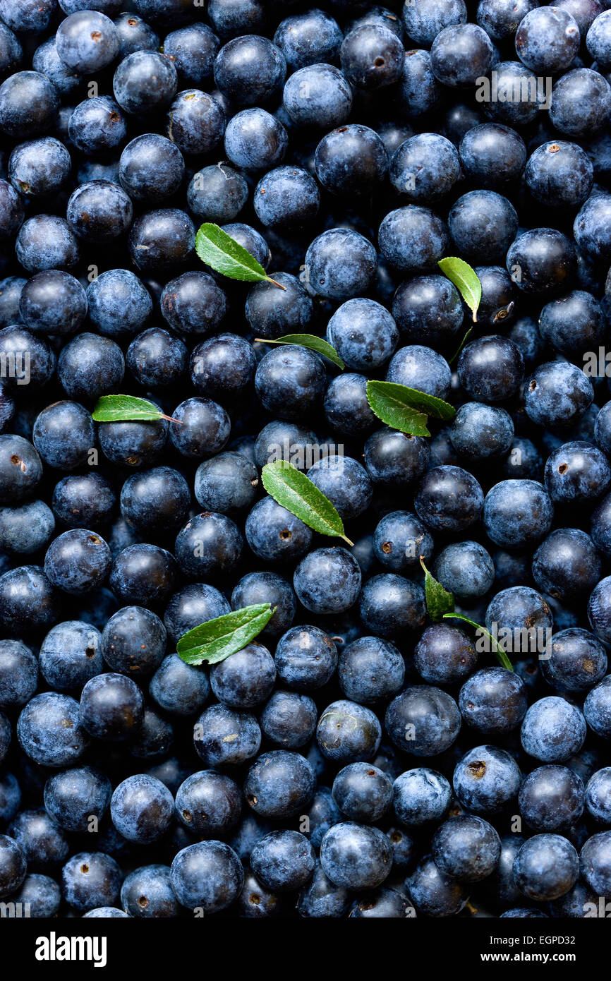Blackthorn, Prunus spinosa, Abundant harvest of purple sloe berries and a few leaves from the shrub. Stock Photo