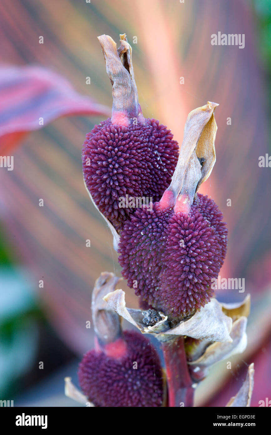Canna indica, Close up of unusual purple seed pods in autumn. Stock Photo