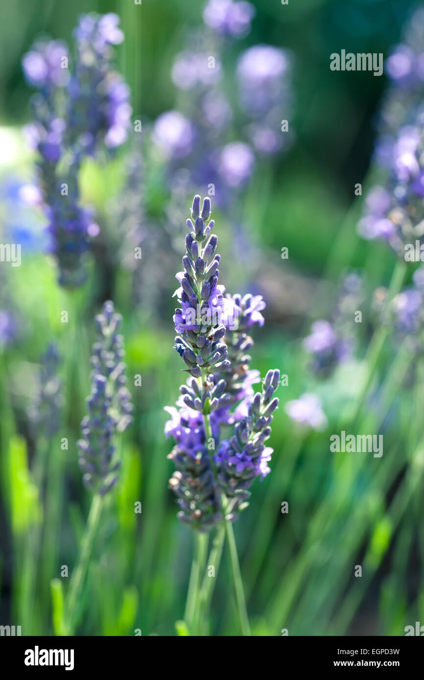 Lavender plant in summer hires stock photography and images Alamy