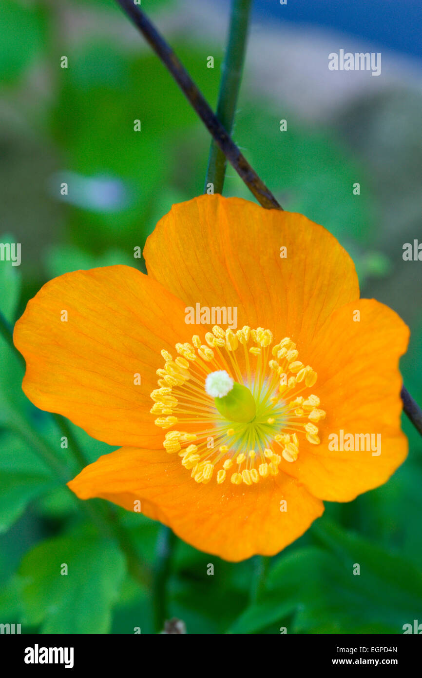 Icelandic poppy, Papaver nudicaule, Close-up detail of a single orange flower with yellow stamen against a green leafy background. Stock Photo