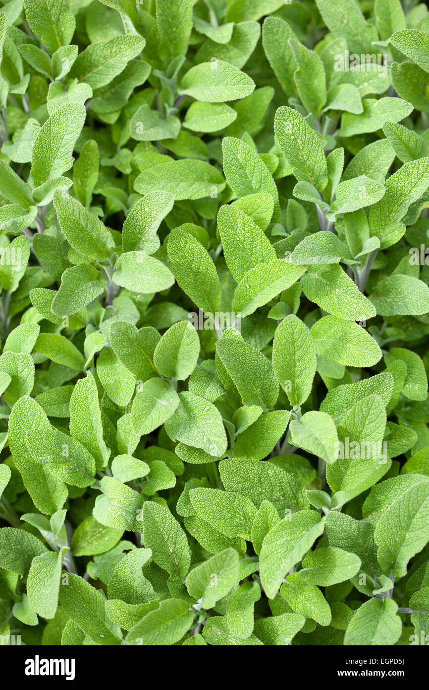 Sage, Salvia officinalis, Close up of mass of dense green leaves of the garden herb. Stock Photo