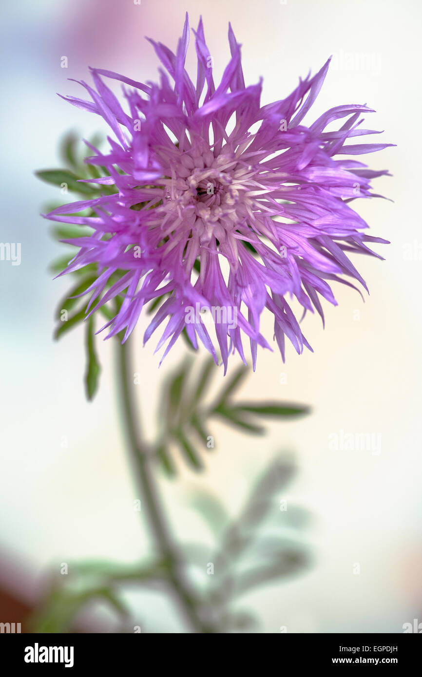 Persian Cornflower, Centaurea dealbata, Side view of one pink flower with fringed petals against light background. Stock Photo