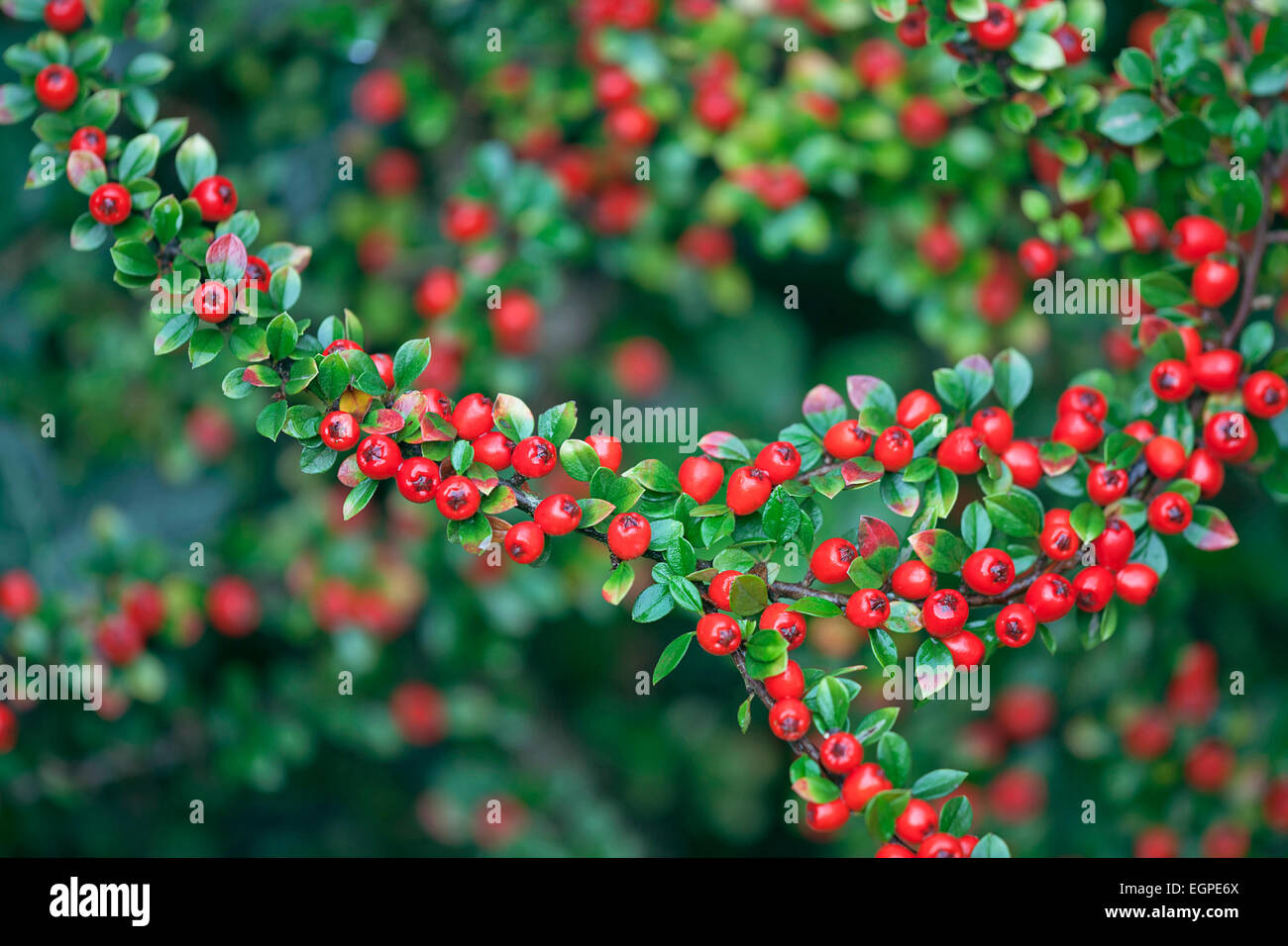 Cotoneaster, Cotoneaster x suecicus 'Coral Beauty', Front view of twig closely packed with lots of small green leaves and red berries, Rest of shrub behind in soft focus. Stock Photo