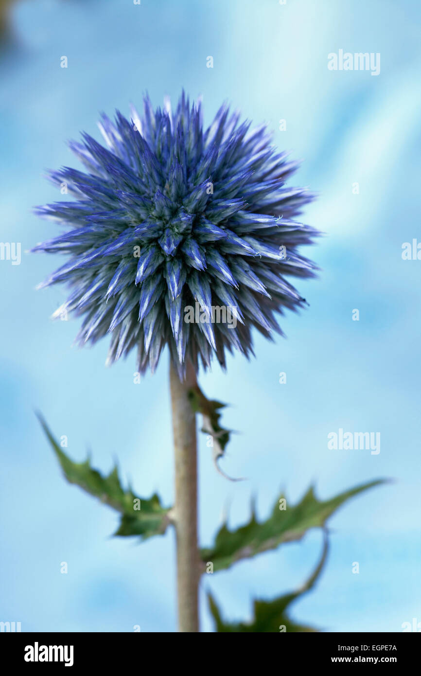 Globe thistle, Echinops bannaticus, Close side view of one spherical spiky metallic blue flower against blue sky. Stock Photo