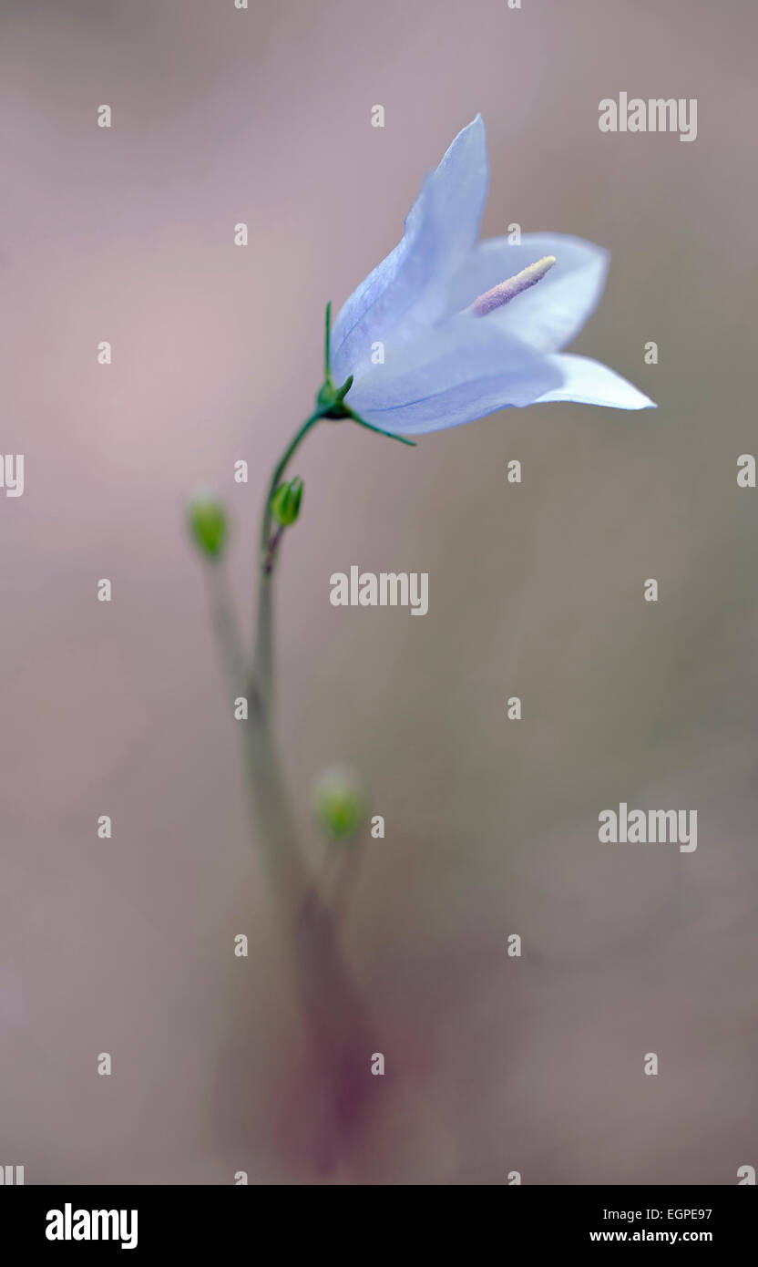Harebell, Campanula rotundifolia, Close view of one pale blue flower coming out of grey misty soft focus, Showing central prominent stigma. Stock Photo