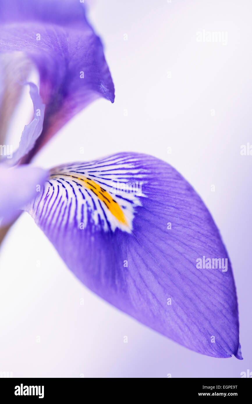 Algerian iris, Iris unguicularis, Close cropped view of purple petal with yellow and white markings against pale lilac background. Stock Photo