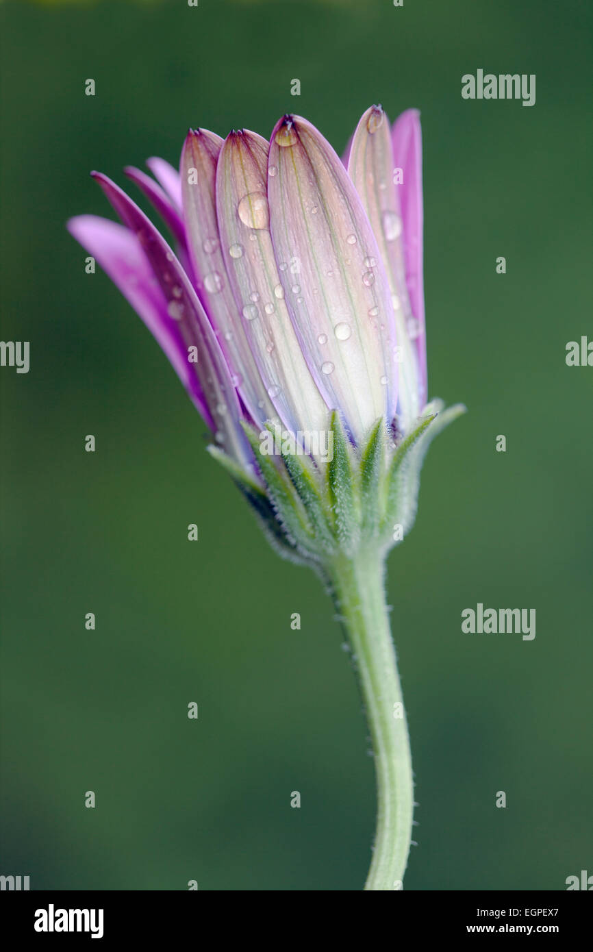African daisy, Osteospermum 'Serenity purple', Close side view of one closed flower with raindrops. Stock Photo