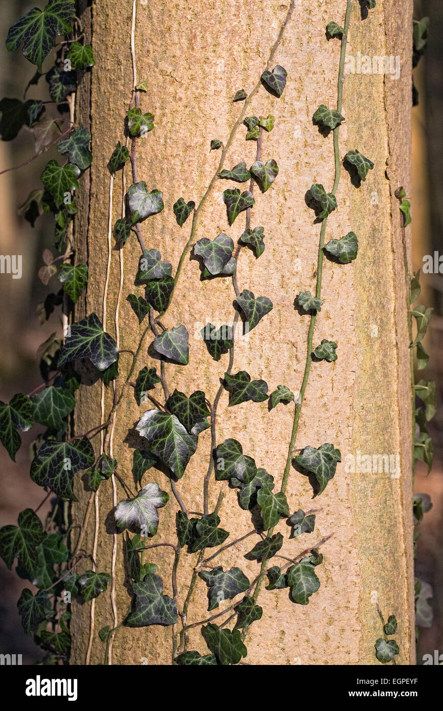 Hedera helix clinging to the bark of a tree. Stock Photo