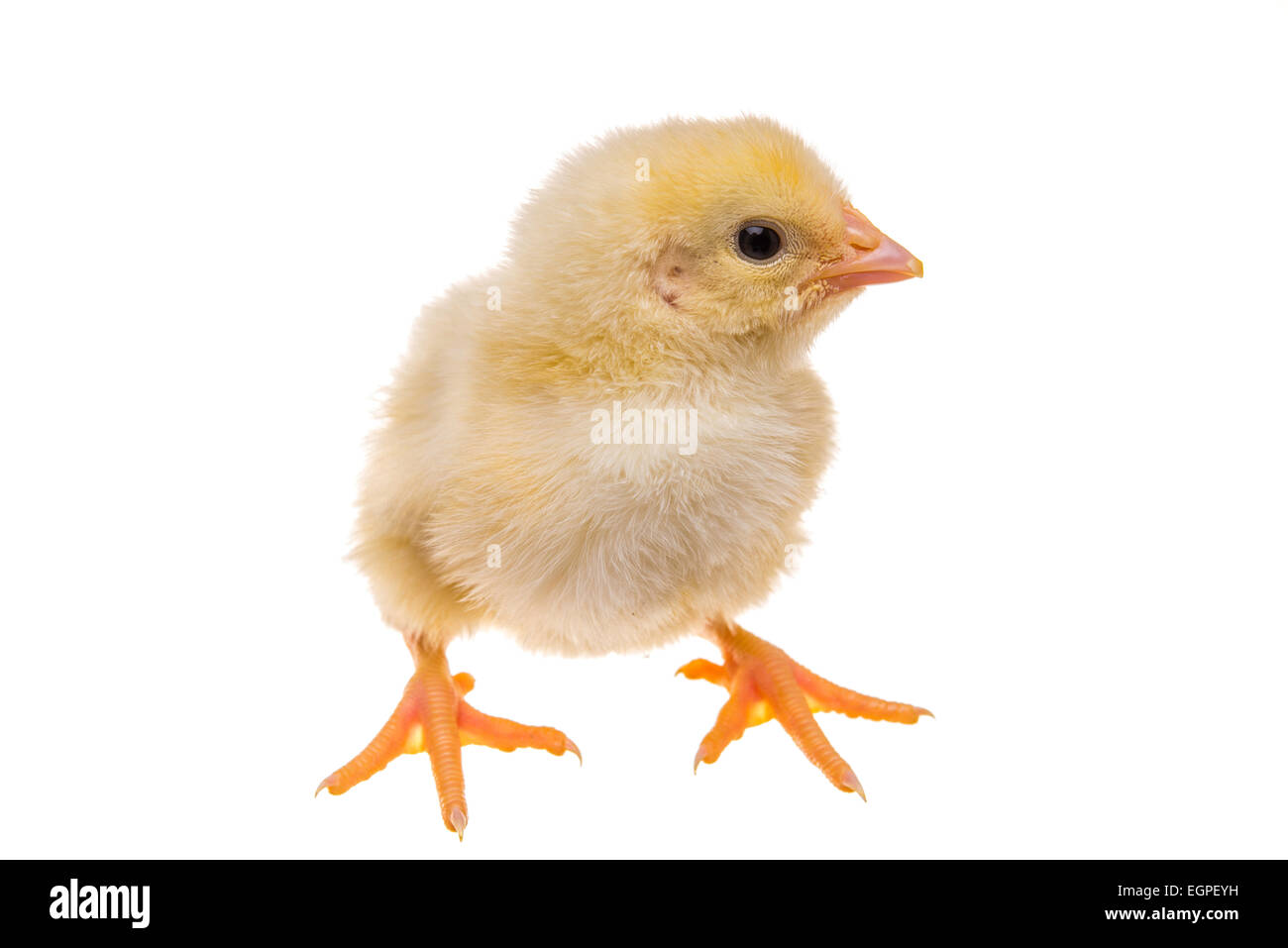 Chicken day hi-res stock photography and images - Alamy