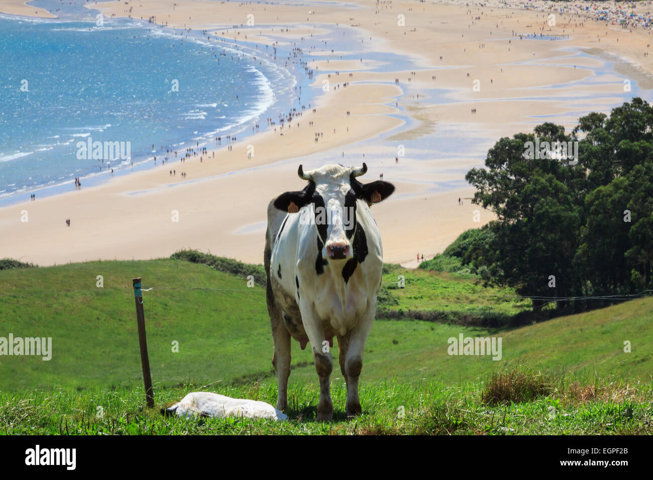 Cattle Grazing On A Beach Background Cantabria Spain Stock Photo Alamy