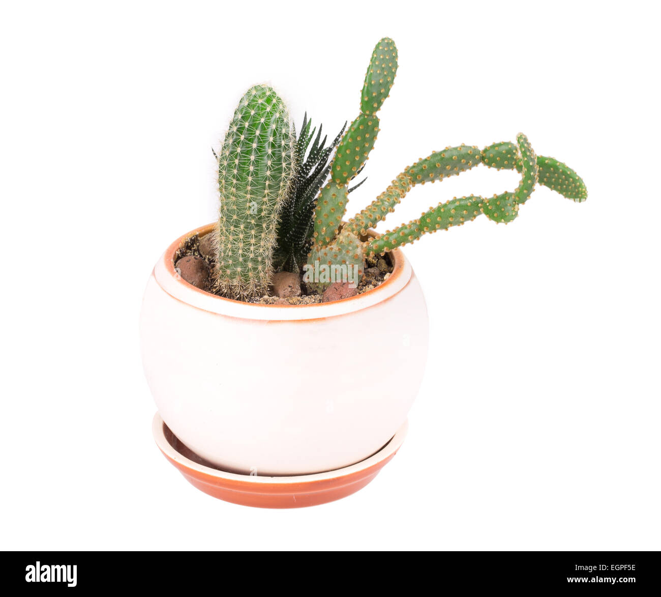 cactus in a pot isolated on white background Stock Photo - Alamy