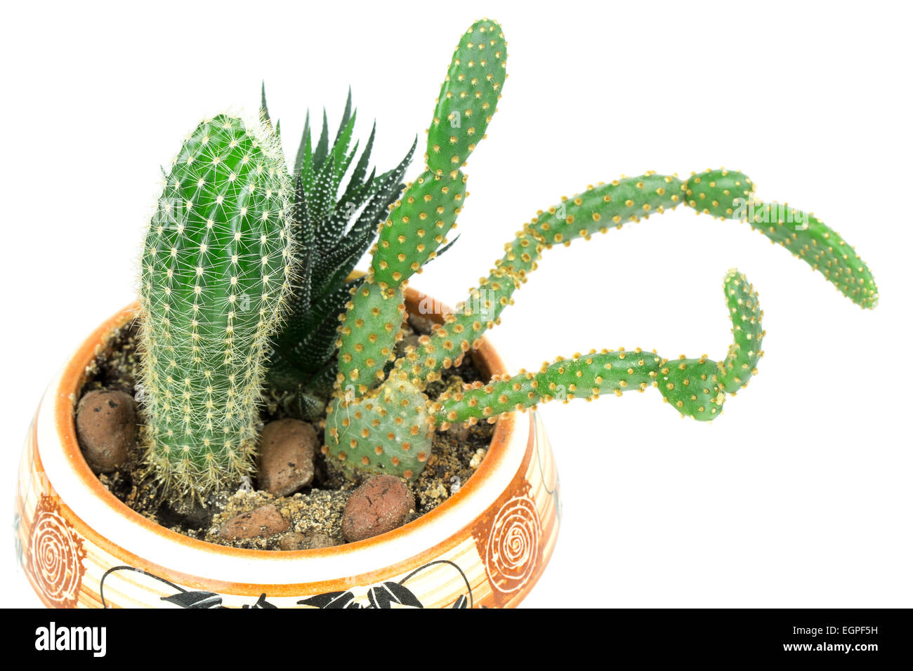 cactus in a pot isolated on white background Stock Photo - Alamy