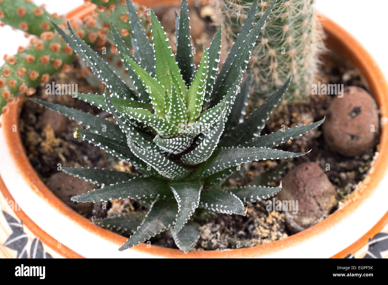 cactus in a pot isolated on white background Stock Photo - Alamy