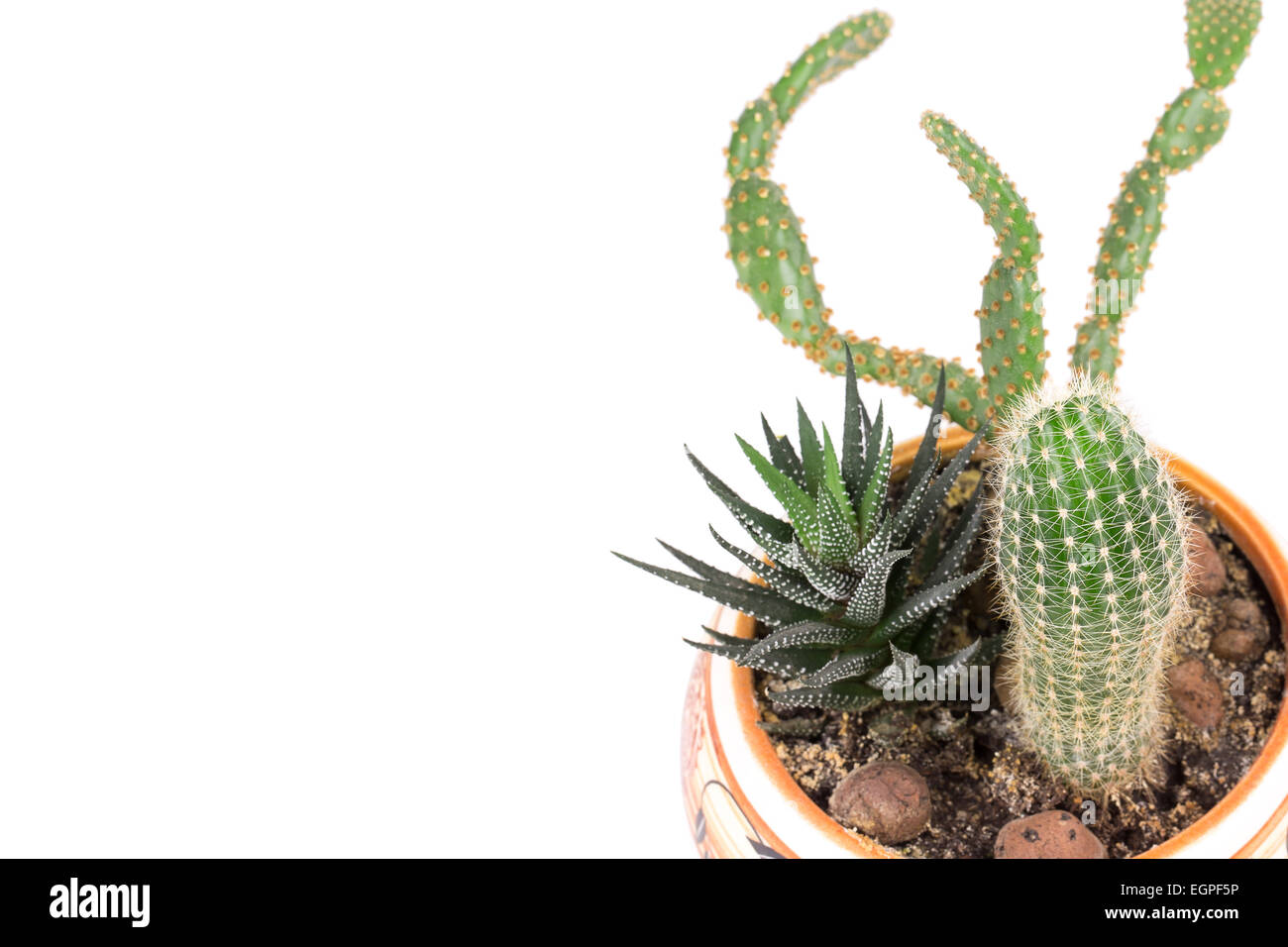 cactus in a pot isolated on white background Stock Photo - Alamy