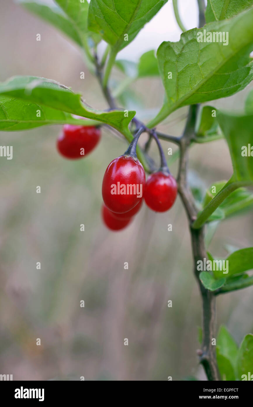 Bittersweet, Solanum dulcamara, Close view of group of red berries on a stem with leaves. Stock Photo