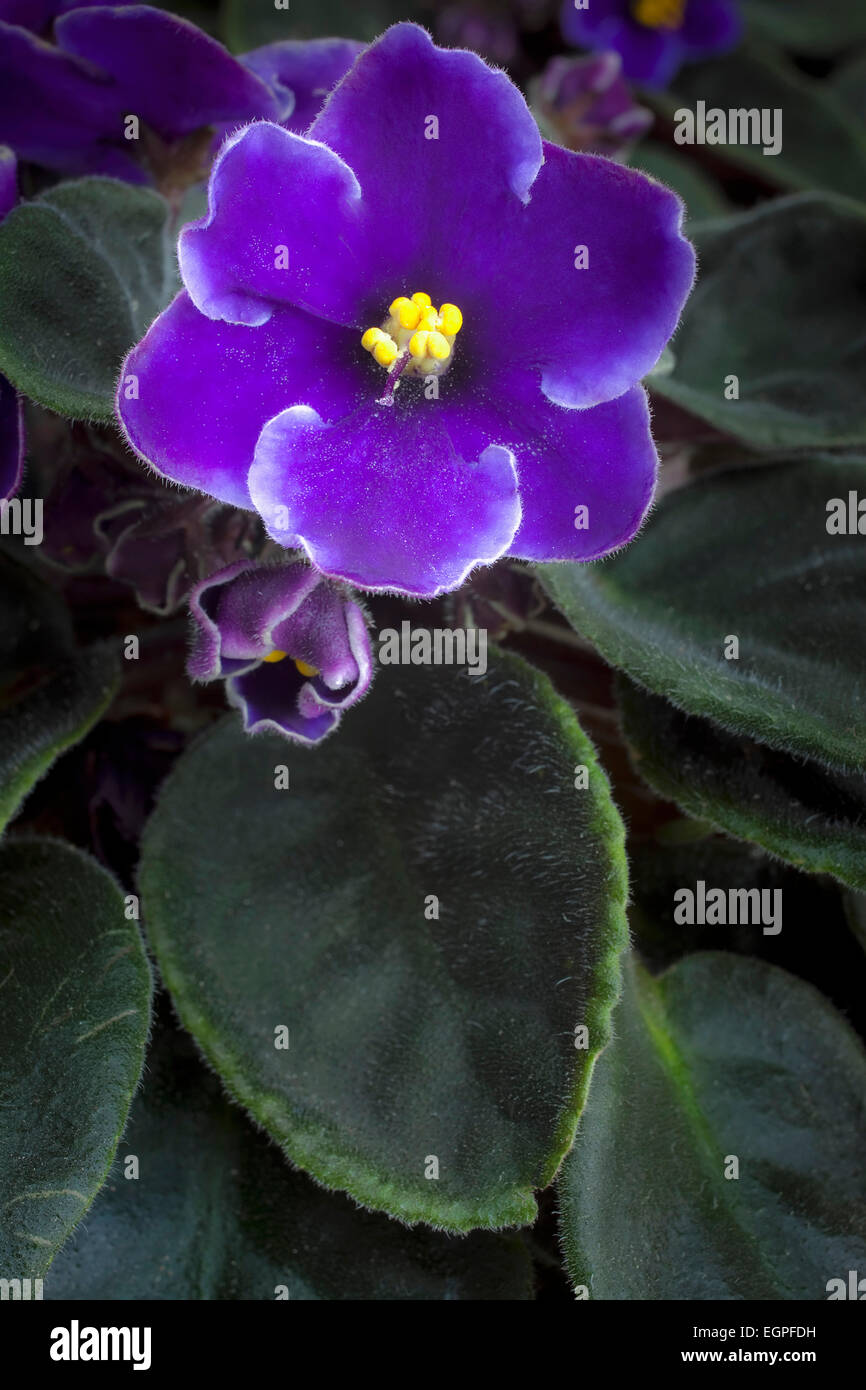 African violet, a Saintpaulia cultivar with purple flowers edged with white, around yellow tipped stamen, Graphic top view of one flower with buds and leaves, Rich deep colours. Stock Photo