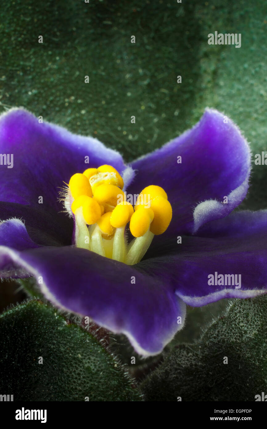 African violet, a Saintpaulia cultivar with purple flowers edged with white, around stubby yellow tipped stamen, Close view of one flower with leaves, Rich deep colours. Stock Photo