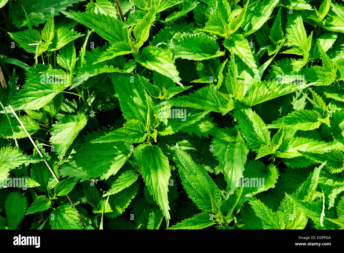 Wild nettles growing in the spring Stock Photo