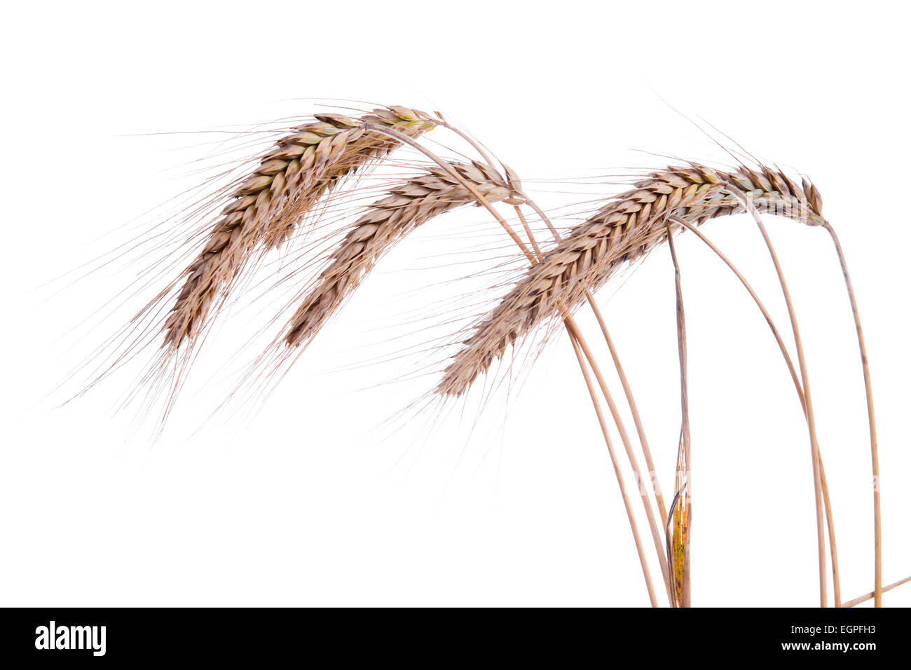 Ripe ears of wheat on a white background Stock Photo