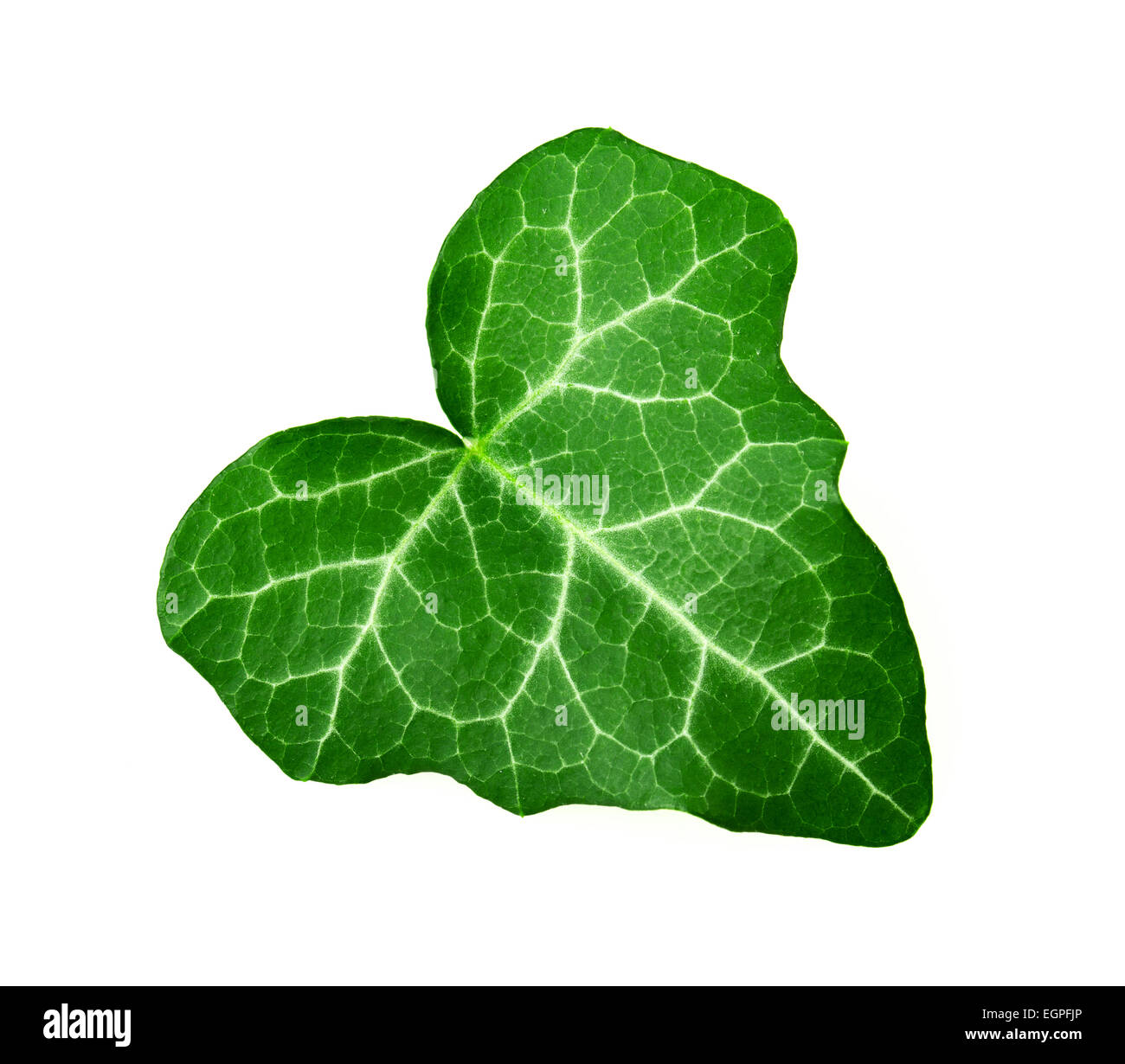 ivy leaf isolated on white background Stock Photo - Alamy