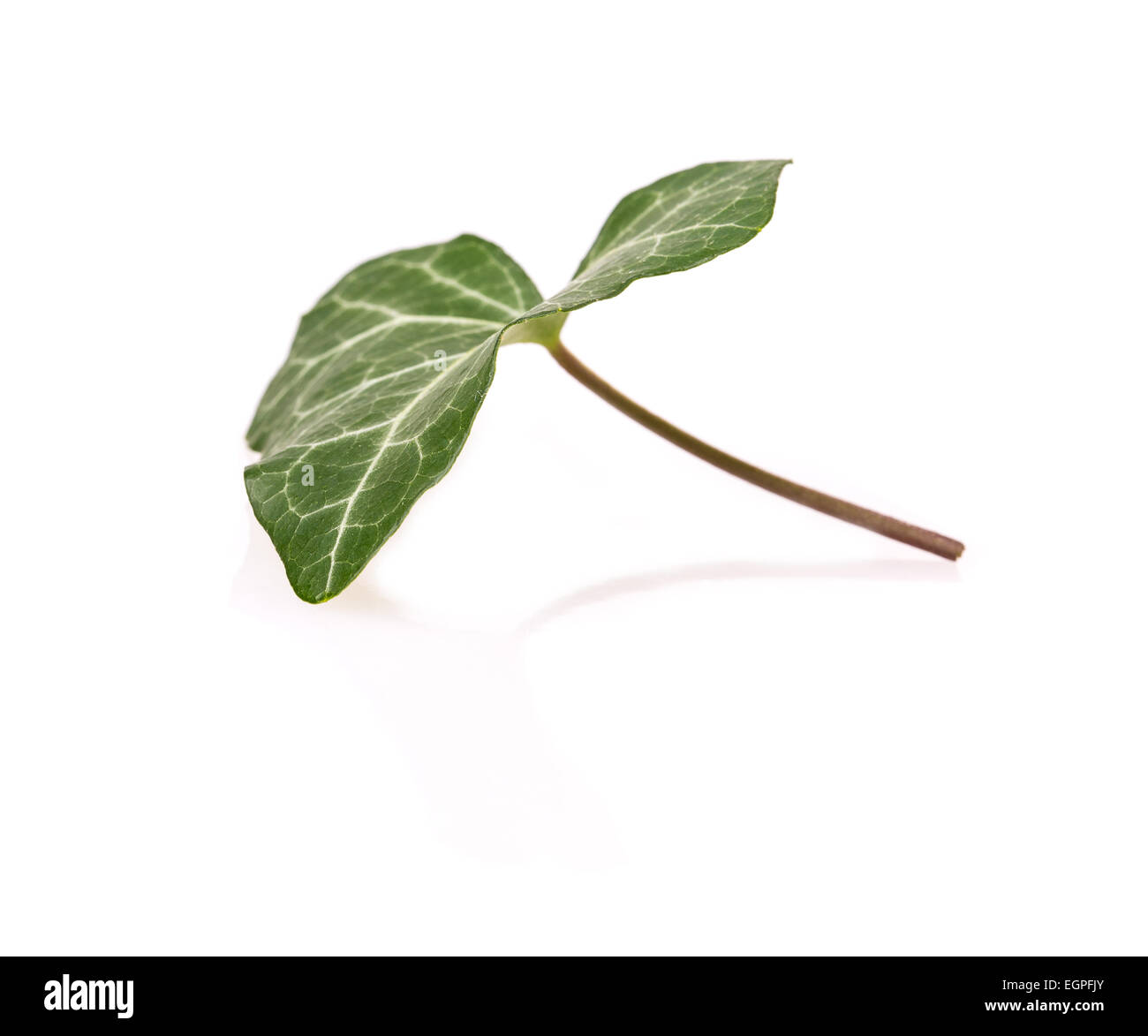 ivy leaf isolated on white background Stock Photo - Alamy