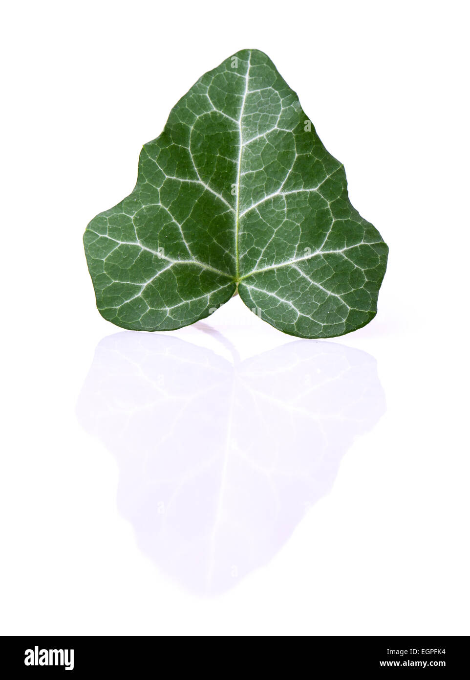 ivy leaf isolated on white background Stock Photo - Alamy