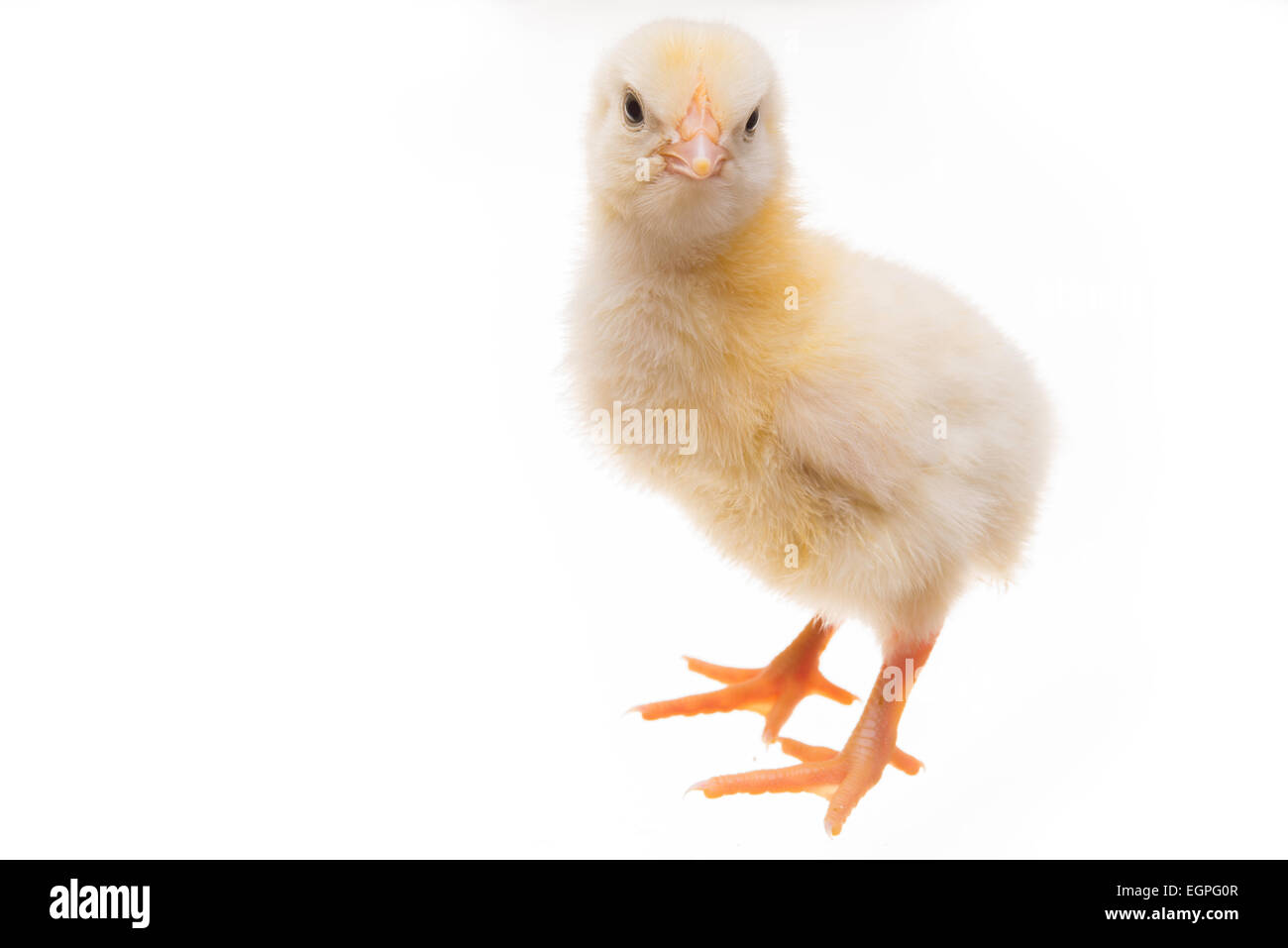 Chick Stock Photo